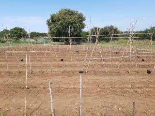 Terreno agricolo in vendita a roma via dei cantelmo