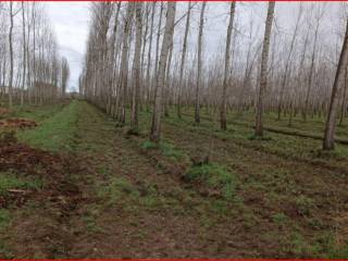 Terreno agricolo all'asta a parona sp192