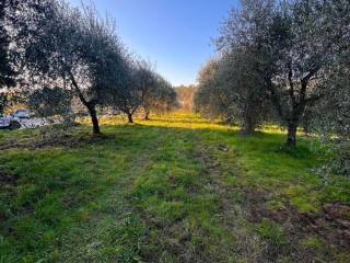 Terreno agricolo in vendita a laterina pergine valdarno via nazionale