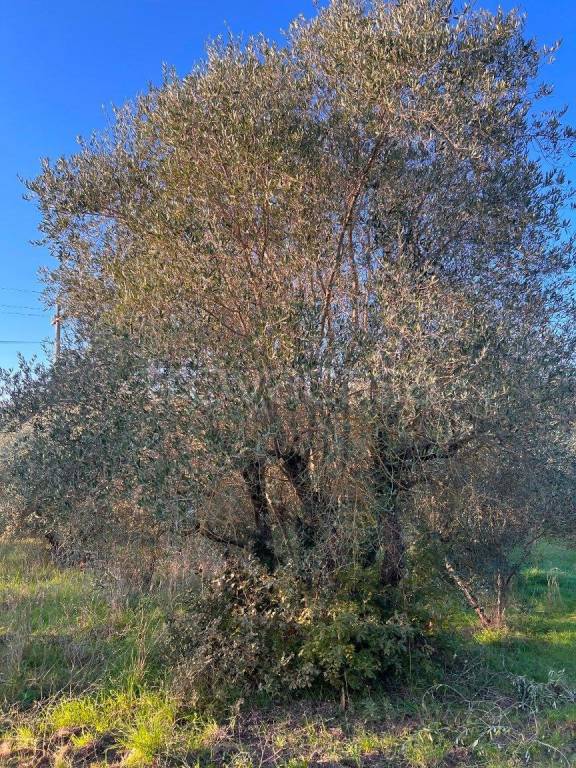 immagine annuncio 4 di 13