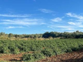 Terreno agricolo in vendita a partinico 