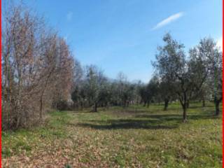 Terreno agricolo all'asta ad alatri via jugoslavia