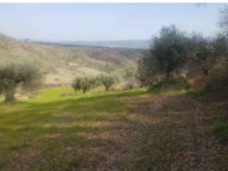 Terreno agricolo all'asta a lattarico via loreto