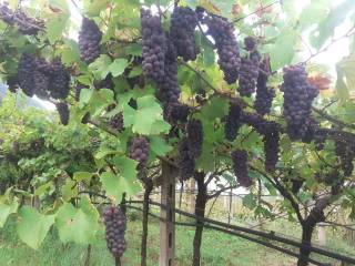 Terreno agricolo in vendita ad ala via vignol