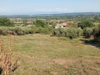 Terreno agricolo all'asta a monterosi via dei sassoni