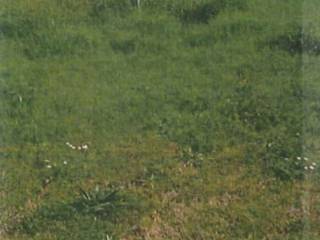 Terreno agricolo all'asta a ravenna via giovanni da ca' bono