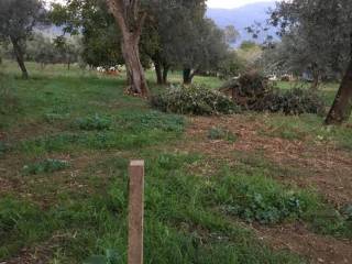 Terreno agricolo in affitto ad alife via genovesi, 21