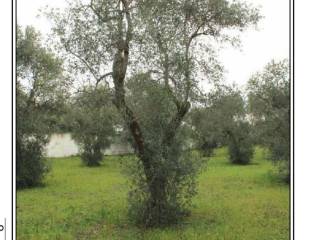 Terreno residenziale all'asta a palo del colle via crocifisso