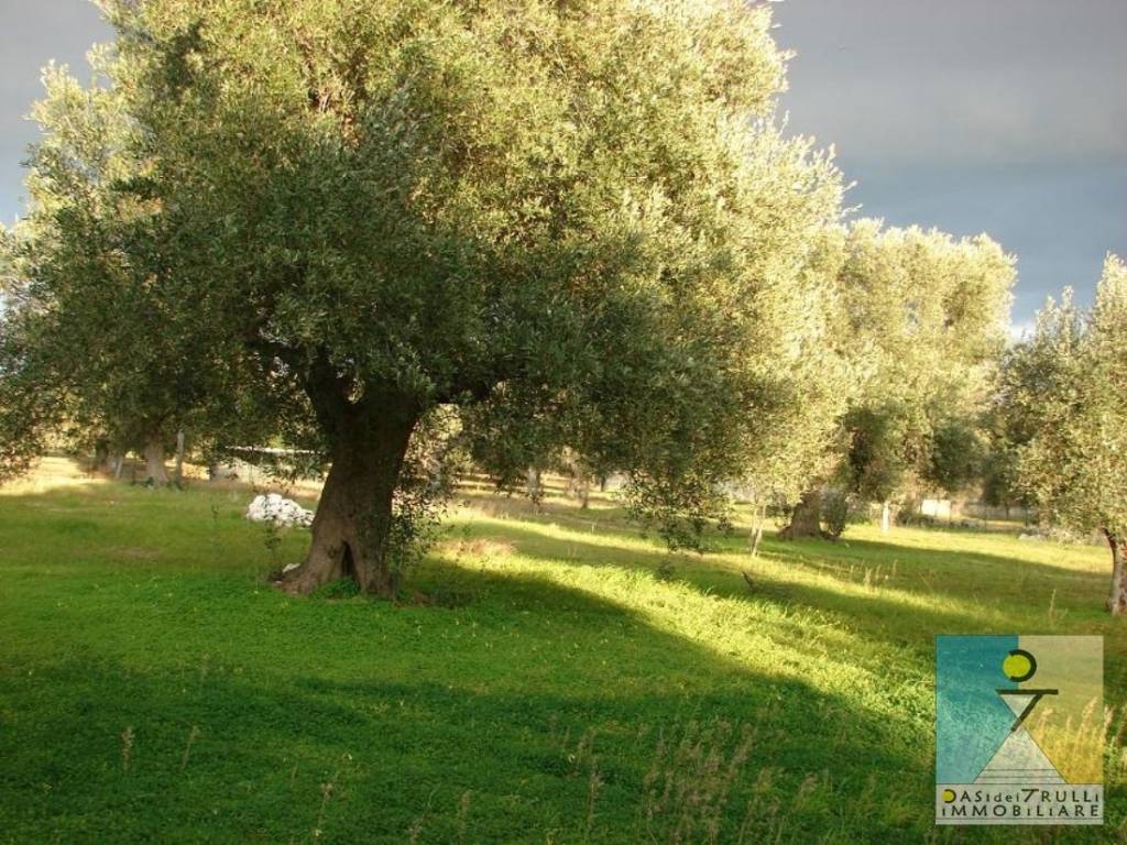 immagine annuncio 12 di 13