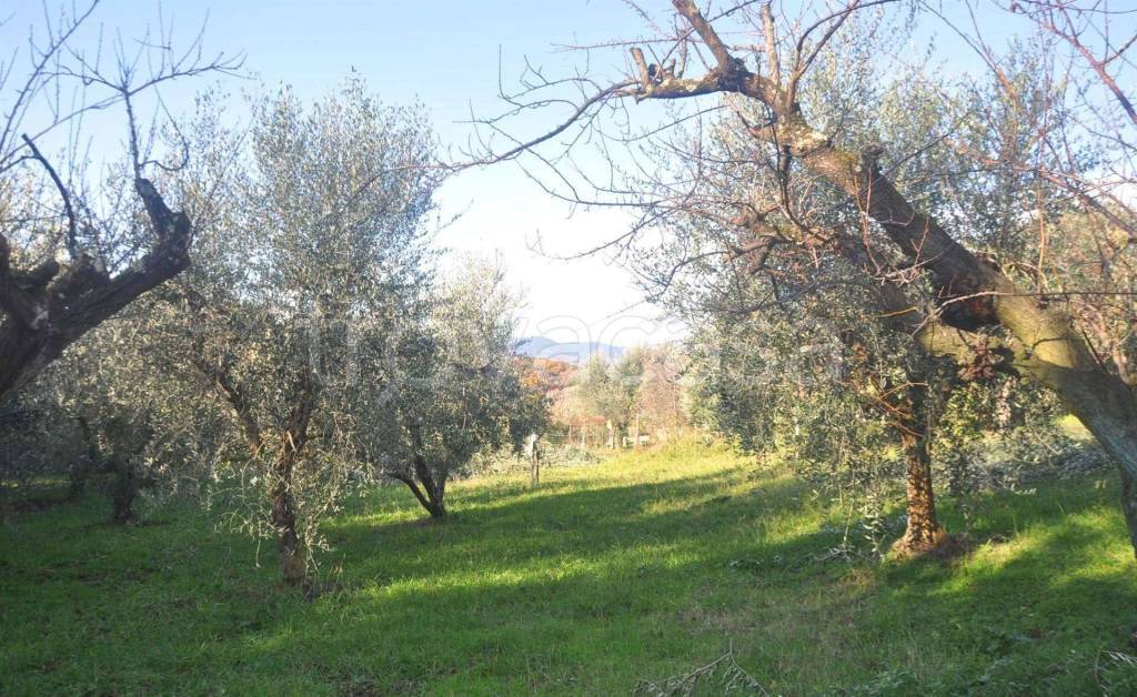 immagine annuncio 5 di 6