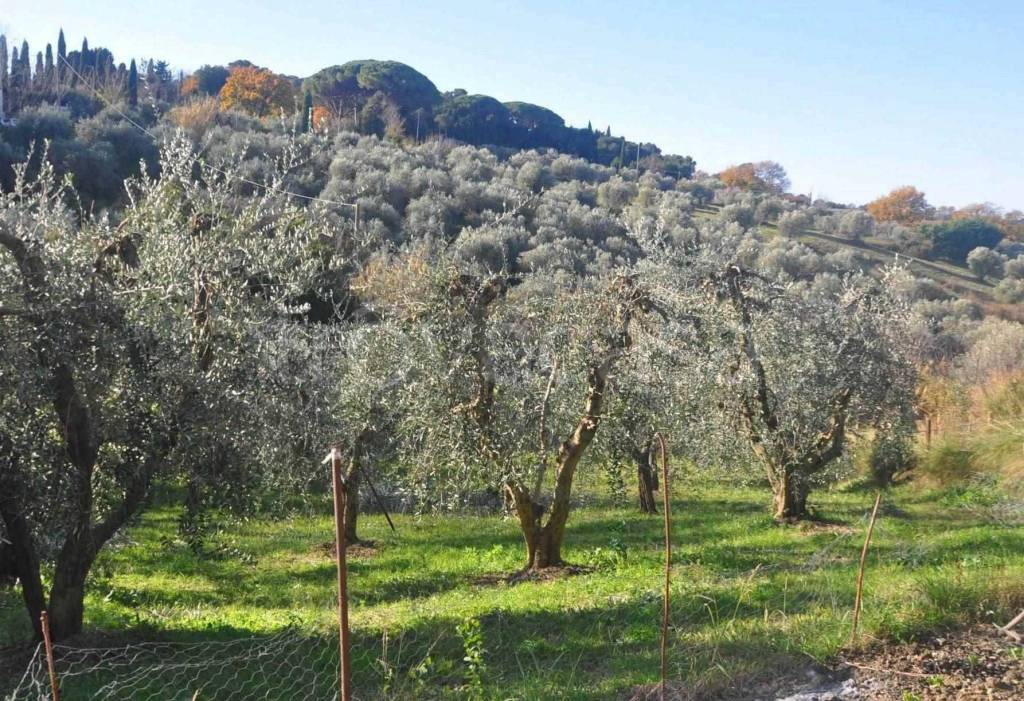 immagine annuncio 2 di 6