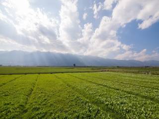 Terreno agricolo in vendita a osio sotto via alessandro volta, 4