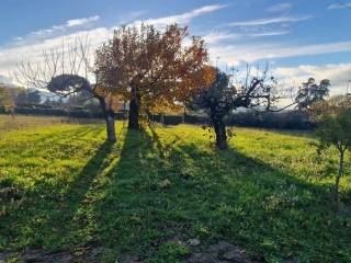 Terreno agricolo in vendita a zagarolo via colle scossite