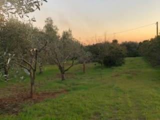 Terreno agricolo in vendita a orbetello strada regionale maremmana