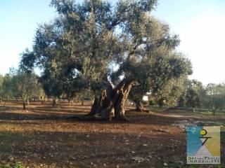 Terreno residenziale in vendita a ostuni viale raone da ostuni