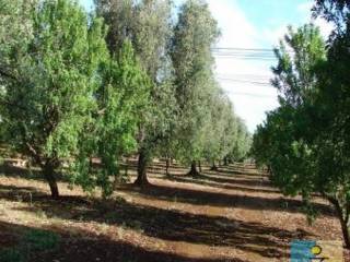 Terreno agricolo in vendita a san vito dei normanni contrada grattile