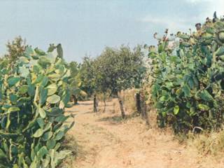 Terreno agricolo all'asta a montauro località zalarmichello