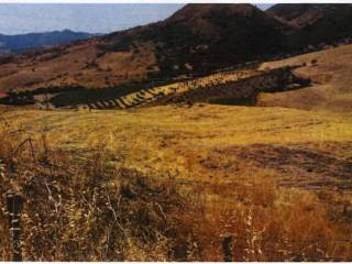 Terreno agricolo all'asta a troina contrada serro croce