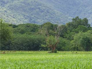 Terreno agricolo all'asta a curtarolo via casalin snc