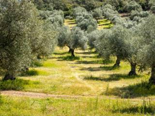 Colonica in vendita a montecatini-terme 