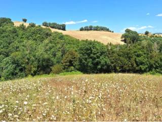 Terreno agricolo all'asta a isola del piano strada del piano