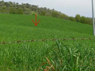 Terreno agricolo all'asta a prizzi contrada sosio