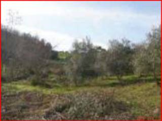 Terreno agricolo all'asta a san marco argentano sp119