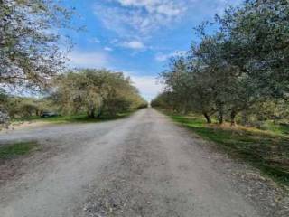 Terreno agricolo all'asta a castelfiorentino via bacci