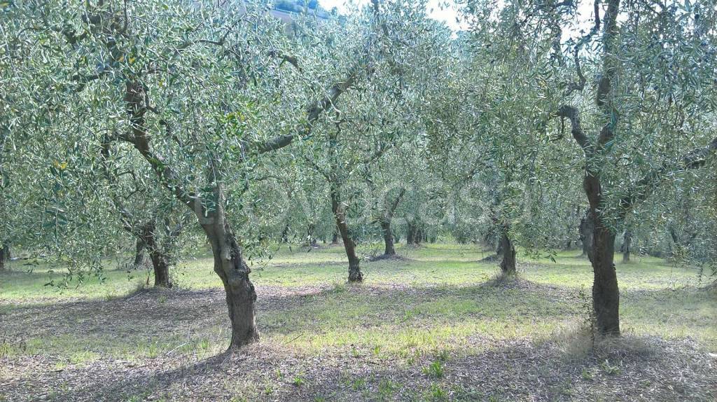 immagine annuncio 1 di 6