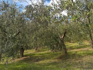 Terreno agricolo in vendita a lugnano in teverina sasso glorioso