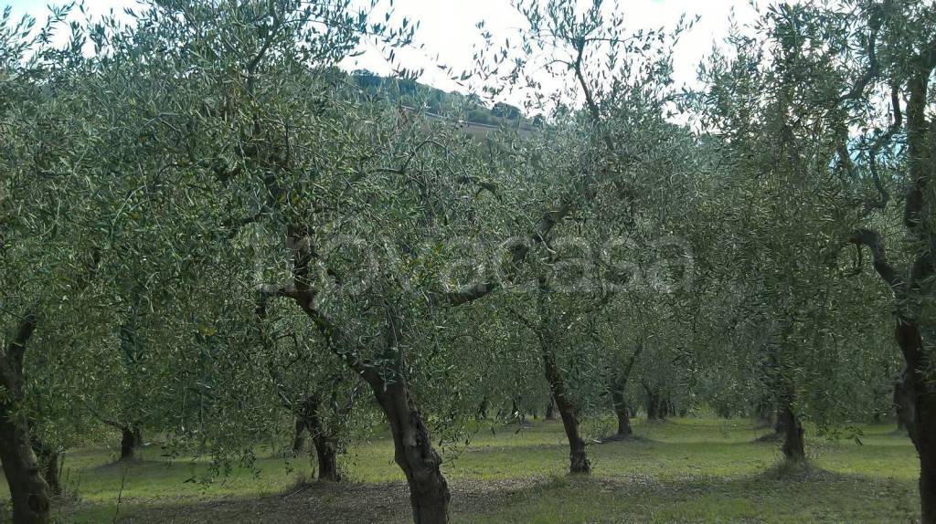 immagine annuncio 2 di 6