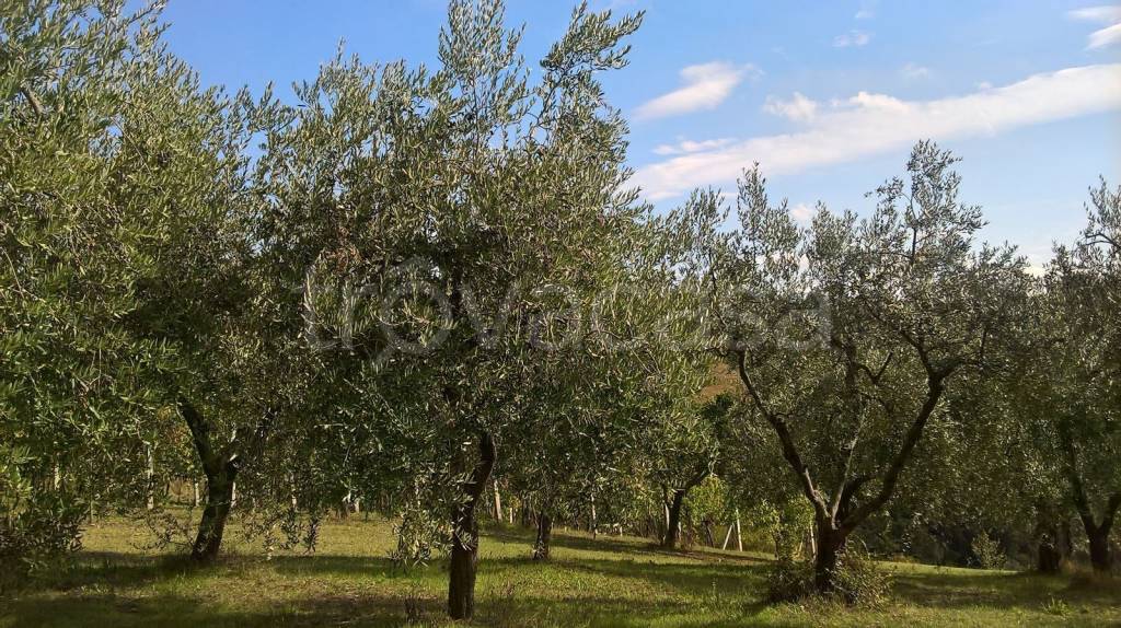 immagine annuncio 5 di 6