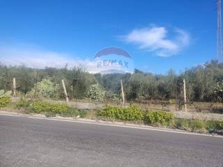 Terreno agricolo in vendita a belpasso strada provinciale belpasso piano tavola