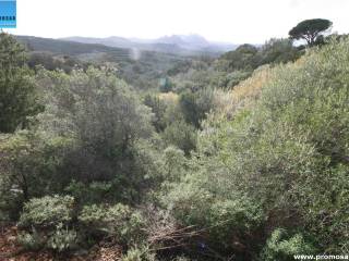 Terreno agricolo in vendita ad arzachena santa teresina