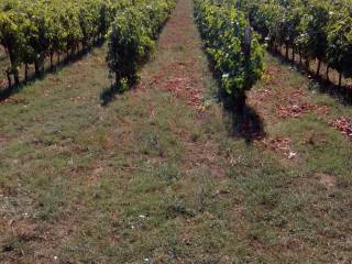 Terreno agricolo in vendita a vasanello via palazzo, snc