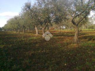 Terreno agricolo in vendita a gioia del colle strada vicinale parasacco