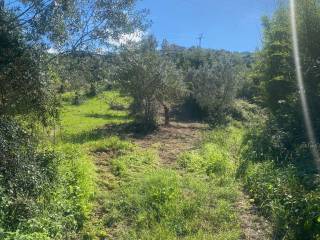 Terreno agricolo in vendita a torchiara via torre mangoni case bianche