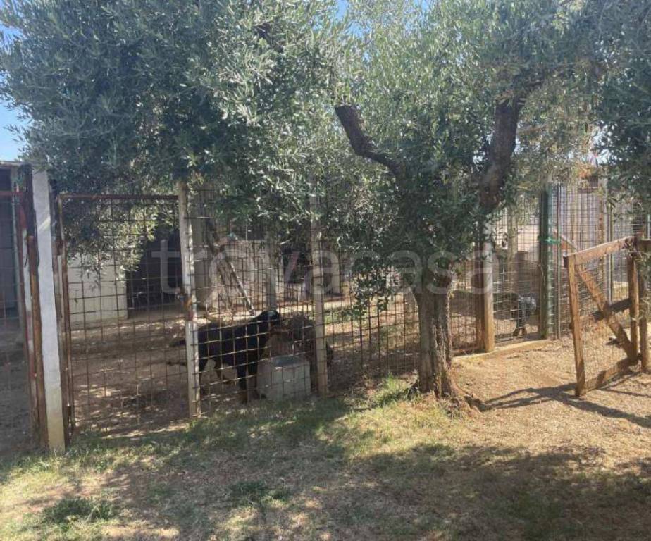 immagine annuncio 8 di 11