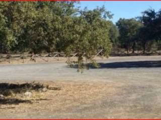 Terreno agricolo all'asta ad abbasanta località nuraghe losa