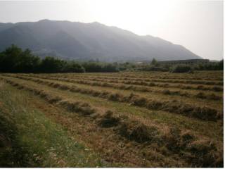 Terreno agricolo all'asta a morolo via dell'osteria