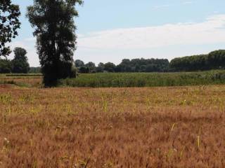 Terreno agricolo all'asta a travacò siccomario travacó siccomario