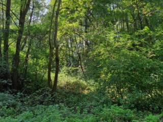 Terreno agricolo all'asta a viverone via umberto i