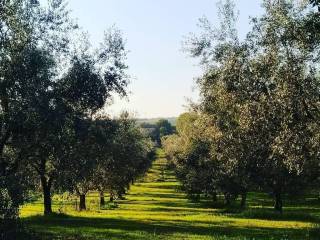 Terreno agricolo in vendita a marta strada ponte tullio