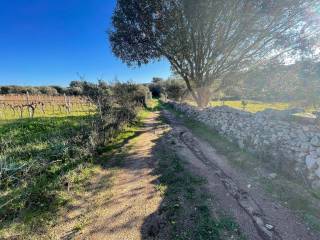 Terreno agricolo in vendita a telti ss127