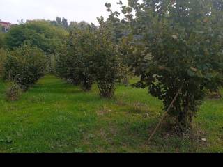 Terreno agricolo in vendita a vezza d'alba via della rocca, 1