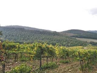 Terreno agricolo in vendita a cinigiano strada provinciale voltina