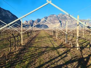 Terreno agricolo in vendita a san michele all'adige 