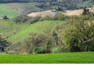 Terreno agricolo all'asta a monte vidon combatte sp56