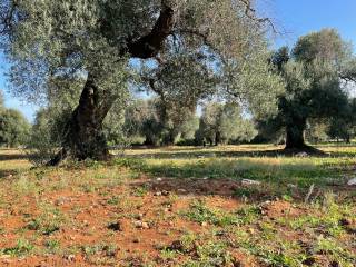 Terreno residenziale in vendita a carovigno contrada acciano