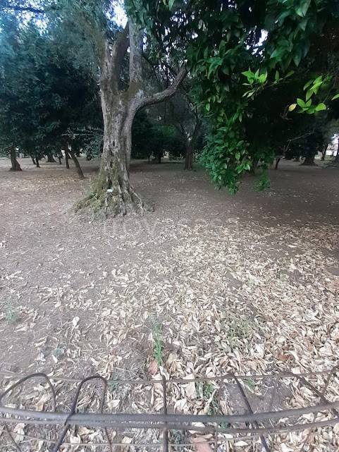 immagine annuncio 4 di 6